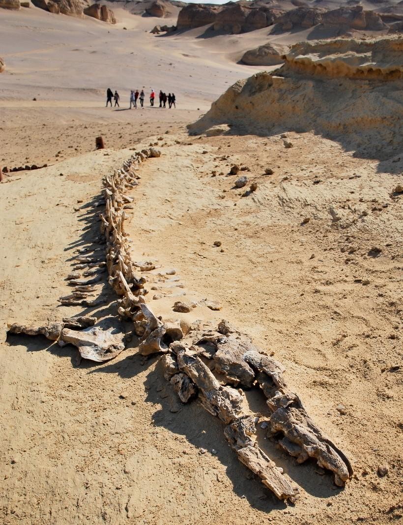 Wadi Al-Hitan – UNESCO World Heritage Site